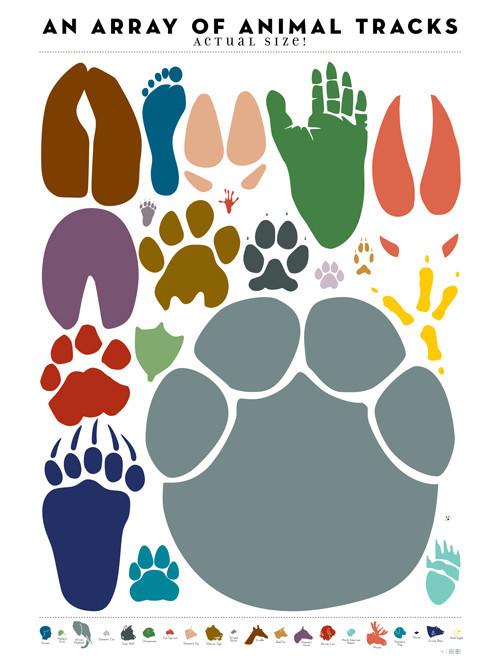 Favorite Kid Themed Wall Decor - An Array of Animal Tracks: Actual Size! via @stitchesandpress